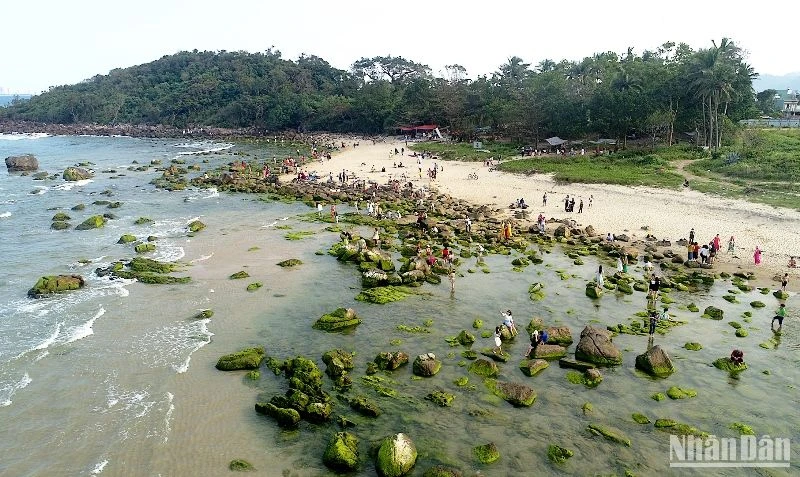 Mùa rêu xanh ở Bãi Rạn Nam Ô thu hút đông đảo người dân, du khách, ảnh V.Đức